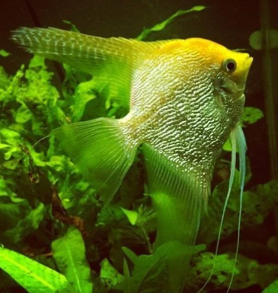 Gold Angelfish