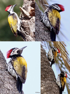 Black-rumped Flameback