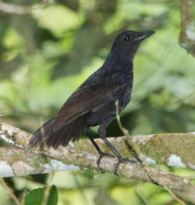 Bornean Whistling-thrush (Myophonus borneensis)