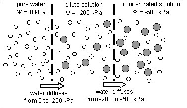The movement of water through different types of solution