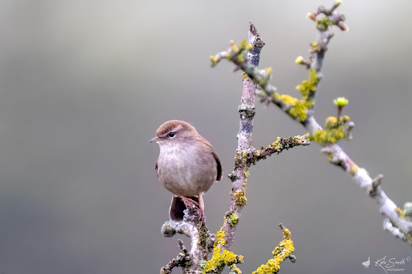 Cetti's warbler