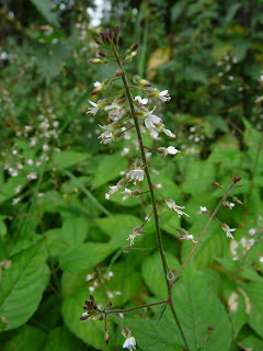 Enchanters Nightshade