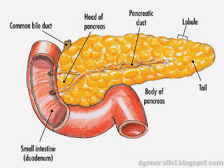 a picture of a pancreas