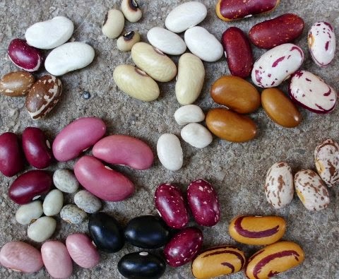 a collage of several different kinds of beans spread out in little groups