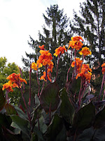 Orange cannas