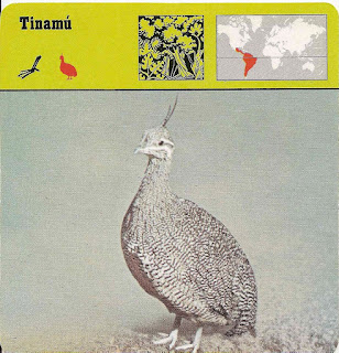 Fichas Safari Club, el Tinamú