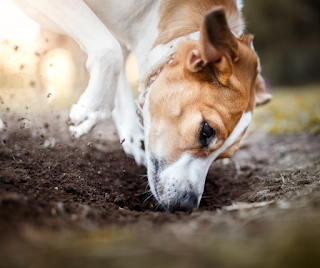 Tan and white crossbreed dog digging a hole in the ground