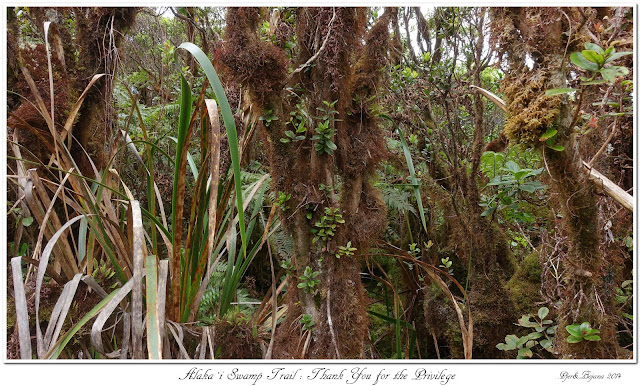 Alaka’i  Swamp Trail: Thank You for the Privilege