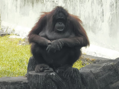 foto orang utan di kebun binatang gembiraloka 02