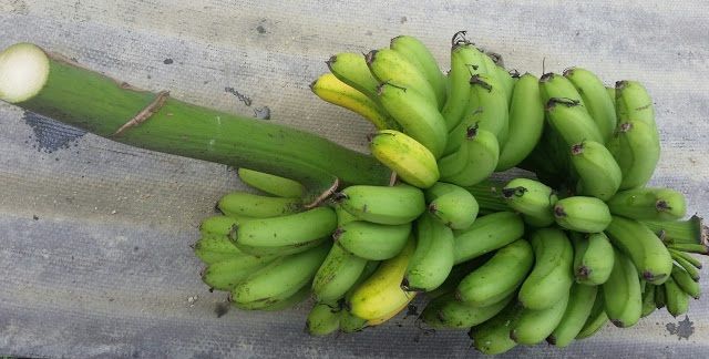 56+ Gambar Buah Pisang Barangan, Koleksi Istimewa!