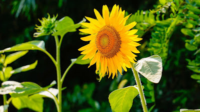 sunflowers