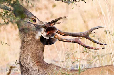 Ranthambore wildlife sanctuary is famous for its tigers and is one of the best places in India to see these majestic predators in the jungle. Tigers can be easily spotted even during the day Time. Good time to visit Ranthambore National park is in November and May when the nature of the dry deciduous forests makes sightings common. Its deciduous forests were once a part of the magnificent jungles of Central India.Posted by Ripple (VJ) : ripple, Vijay Kumar Sharma, ripple4photography, Frozen Moments, photographs, Photography, ripple (VJ), VJ, Ripple (VJ) Photography, Capture Present for Future, Freeze Present for Future, ripple (VJ) Photographs , VJ Photographs, Ripple (VJ) Photography :