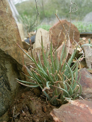 Aloe bowiea