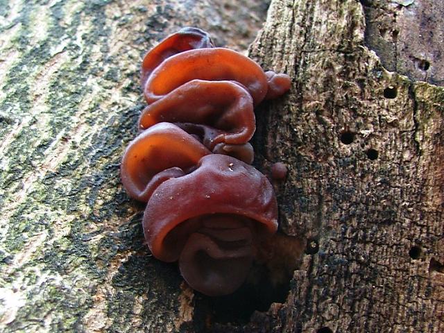 Auricularia auricula-judae