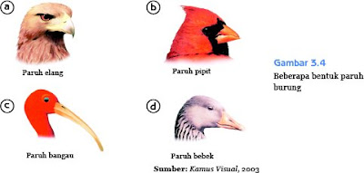 ... contoh bentuk-bentuk paruh burung sesuai dengan jen