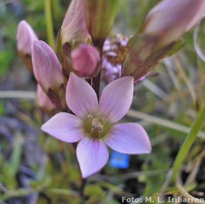 Cachanlagua (Gentianella magellanica)