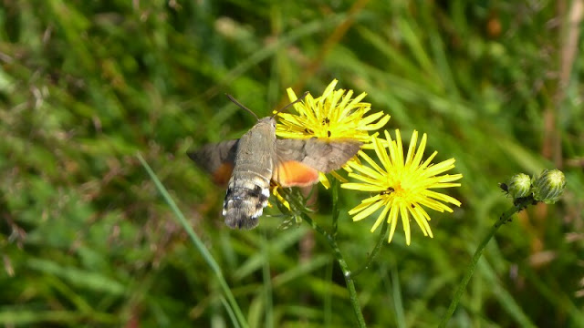 Taubenschwänzchen, Macroglossum stellatarum