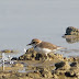 SMALL WADER