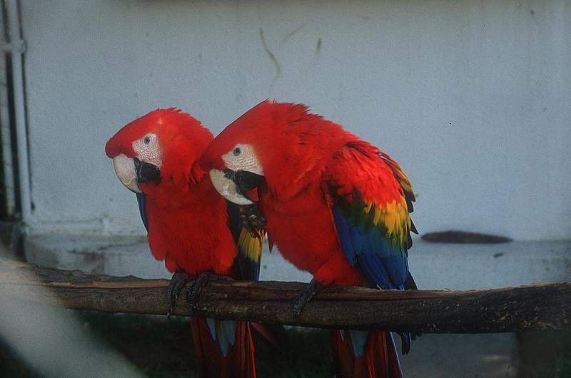  Gambar  Binatang Burung Kakak Tua