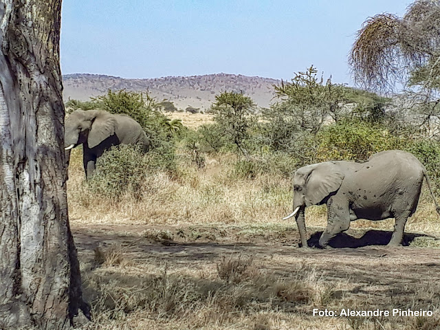 Elefantes no Parque Navional do Serengeti, Tanzânia