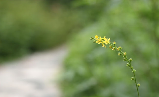 Agrimony Flowers Pictures