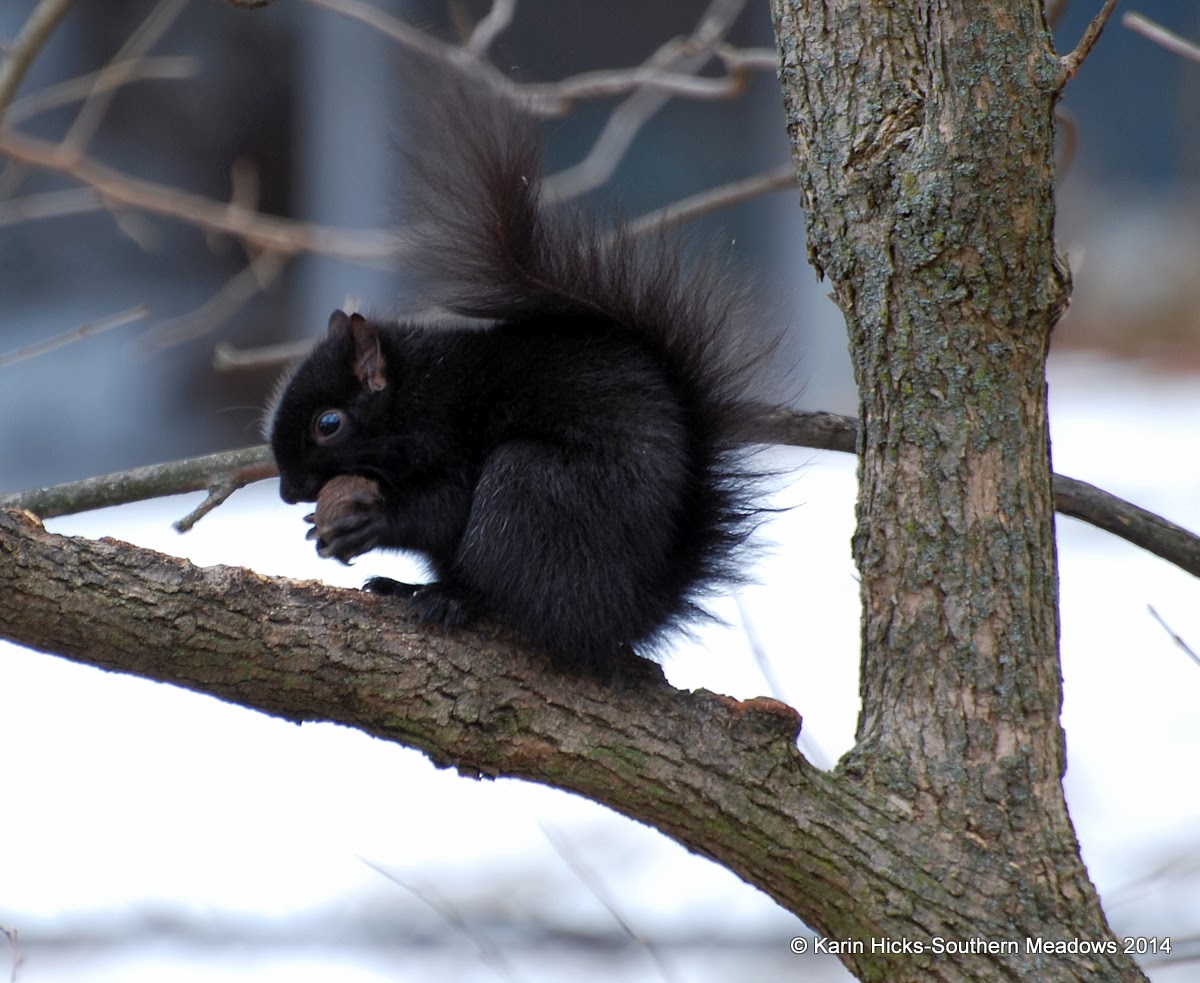 Southern Meadows: Winter Wonderland Along the Shore of Lake Michigan