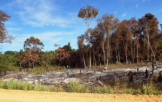 Área de preservação permanente desmatada e queimada.