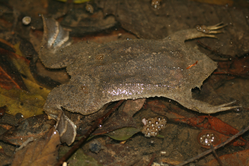 Real Monstrosities: Surinam Toad