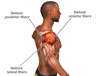 The Only 3 Exercises You Need To Do To Develop Terrible Delts