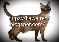 HavanaBrownالقط