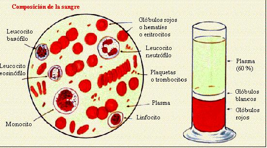 componentes de la sangre. componentes de la sangre.