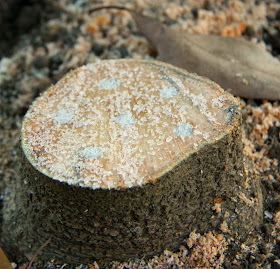 How to Stop a Stump from Growing Back, Organically.  Tutorial on using Epsom Salts by Lavende&Lemonade