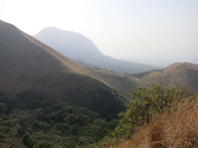 murciélagos de las montañas nimba