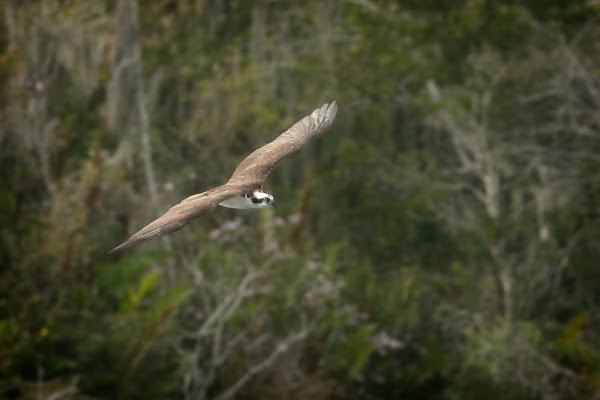 Osprey.