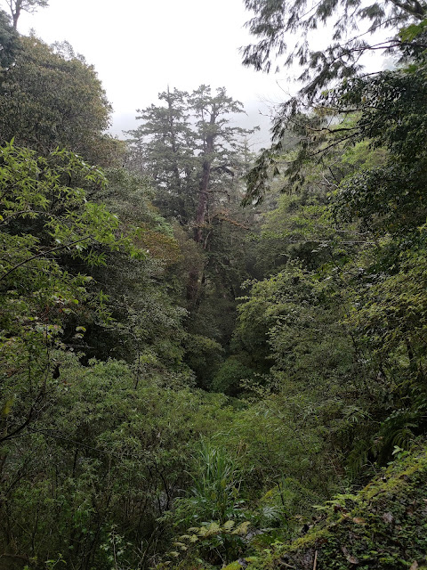 拉拉山國家森林遊樂區 - 未來的神木