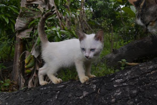 Siamese Cat Pictures