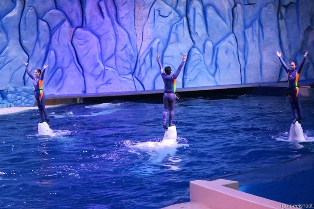 Beluga performance, one of the highlights at Chimelong Ocean Kingdom.  