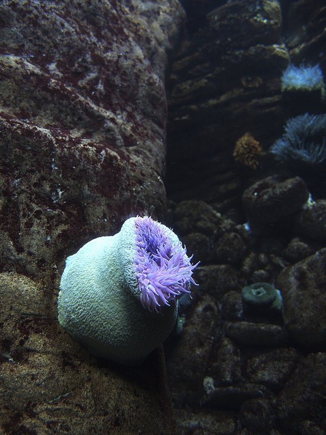 Portugal: het Oceanarium van Lissabon