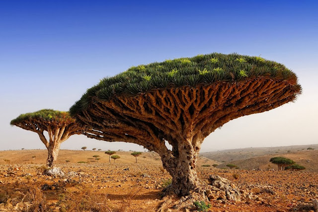 Dragon Blood Tree, Socotra, Yemen