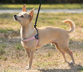 Step-in Italian dog harness