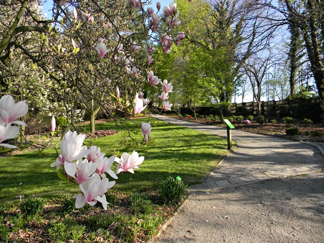 kwiaty magnolii pięknie rozwijają się wzdłuż dróg arboretum