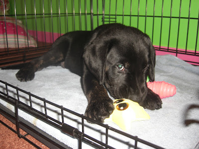 Picture taken from Rudy's height, he is eyeing the camera while chewing on his stuffie