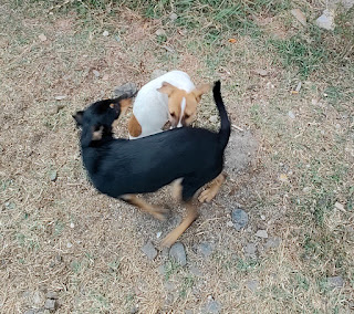 Xena and Punduk get to playing together