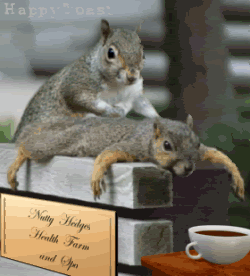 AnimatedAnimals-ElTallerdelabrujaMar-0707