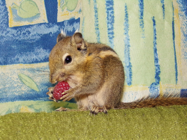 hodowla wiewiórek, hodowla Drzewiórki, tamiops swinhoei, tamiopsy, wiewiórka szanghajska, wiewiórka chińska,