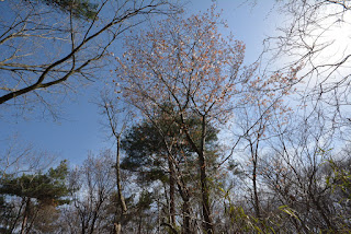 ひたち海浜公園の桜