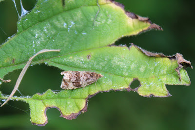 Woudbladroller - - Orthotaenia undulana