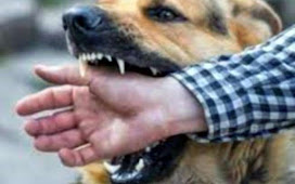 बिहार: गया में पिल्‍ले की मौत से आक्रमक हुए कुत्ते ने दो लोगों को बनाया अपना शिकार। 