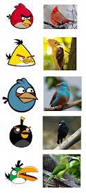 Foto Burung Games Angry Birds Di Dunia Nyata [ www.BlogApaAja.com ]