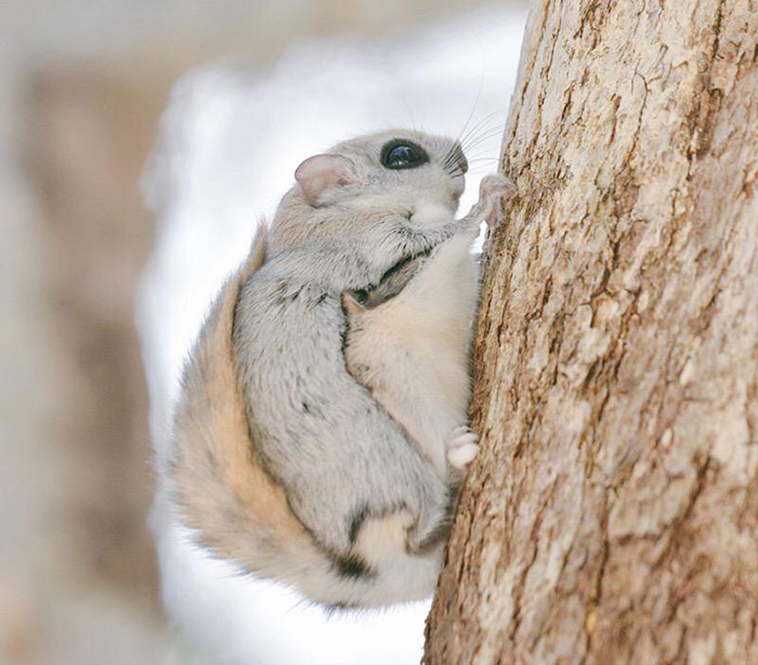 white cute squirrel